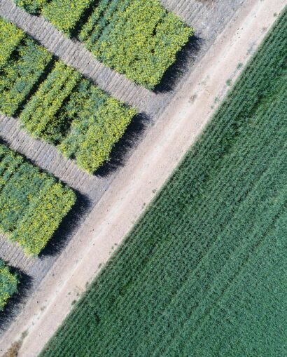 Green and White Stripe Textile
